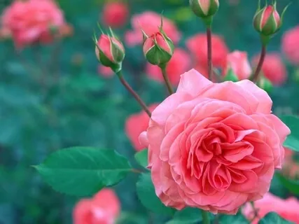 Love Is The Only Currency Of Life