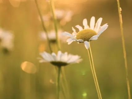 Love Is What We Are - Piano Improvisation