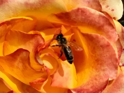 Love Is Your Saving Grace