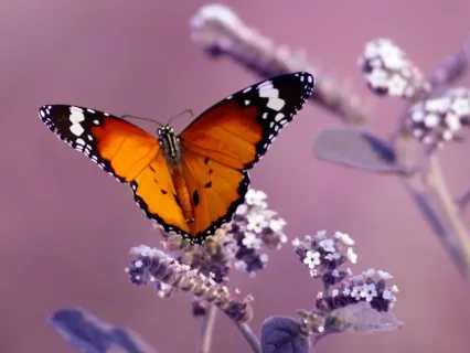 Love, Kindness, And Spirituality