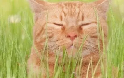 Love Lessons From Our Pets