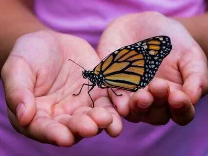 Love Letter - Love In Butterfly Mode