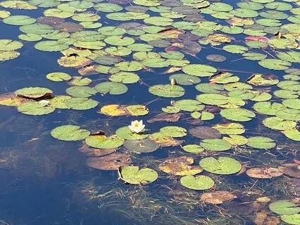 Love Life Lotus Feet