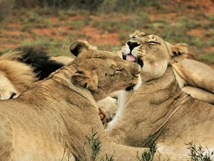Love Like A Lion