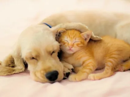 Love Love Love To Sleep Part One