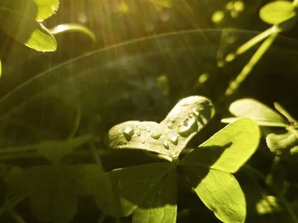 Love Meditation: Shamanic Connection