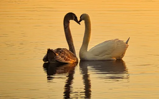 Love Meditation (Taqsim In D Nahawand)