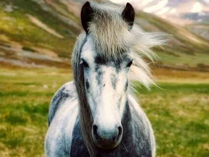 Love Of Learning Affirmations