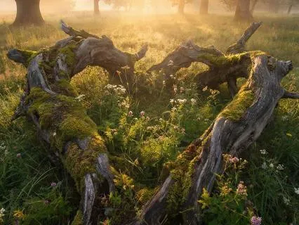 Love Portal For Heart Opening In 432Hz