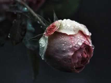 Love Potion #9 A Soundology Valentine For The Earth