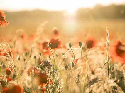 Love's Confusing Joy | Rumi Poem