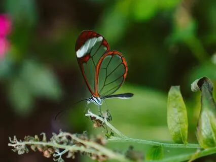 Love's Echo - Manifestation Melody