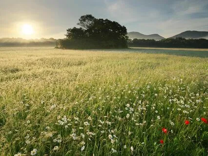 Love’s Gentle Echo