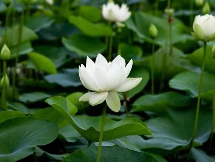 Love's Soothing Echoes With 174 Hz