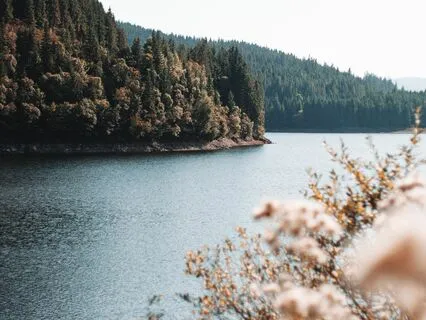 Love's Soothing Whisper