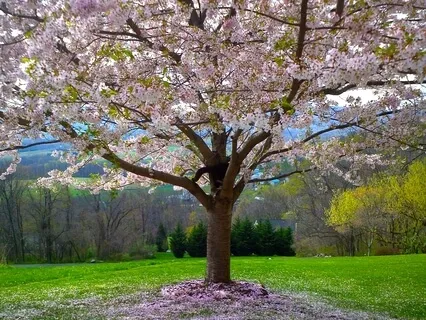 Love Story (Piano Solo)