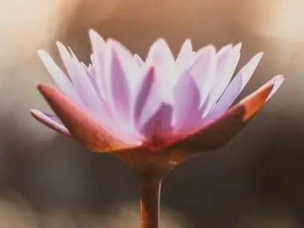 Love Your Body Meditation
