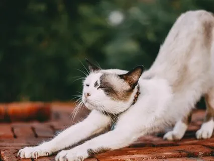 Love Your Morning Routine! | Cozy Blissful Lofi Beats