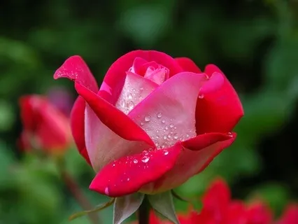 Lover Of All: Radiance Sutras Verse 85