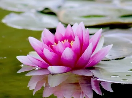 Lovers Lotus