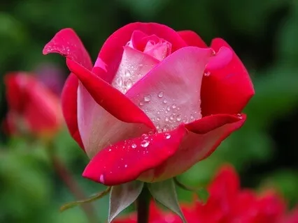 Lovers With The Secret One: Radiance Sutras Verse 107