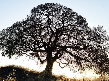 Loving And Living The Questions: A Guided Meditation