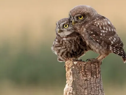 Loving Animals With Magic Healing