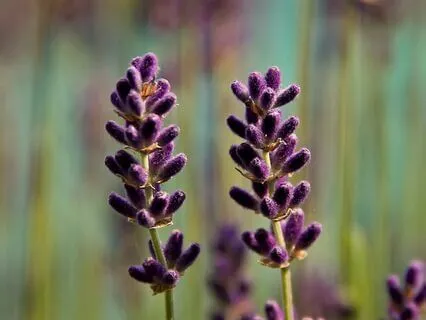 Loving Awareness Guided Meditation