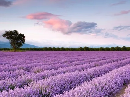 Loving Awareness Meditation