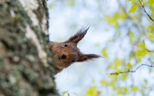 Loving Curiosity To Cure Inner Distress