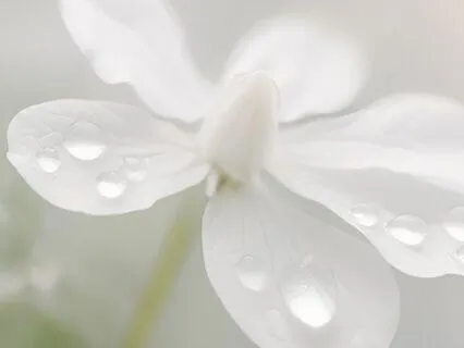 Loving Energy Yoga Nidra