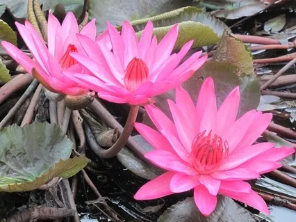 Loving Heart, Peaceful Mind: Cultivating Gladness (Mudita)