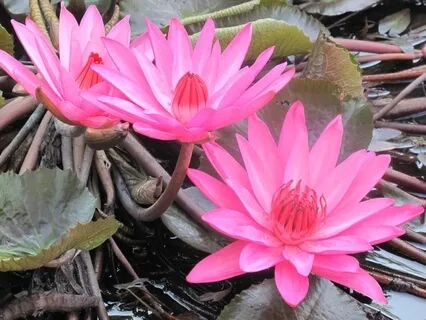 Loving Heart, Peaceful Mind: Equanimity (Upekkha)