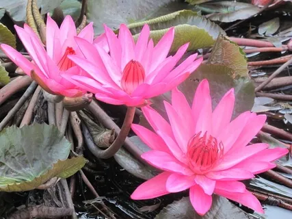 Loving Heart, Peaceful Mind: Metta Bhavana