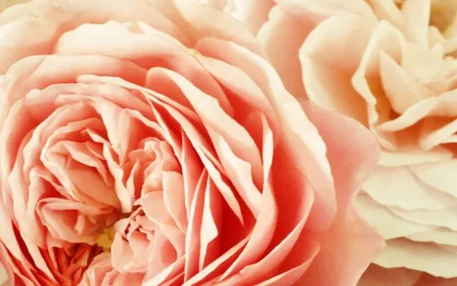 Loving Heart - Reiki Infused Heart Opening Meditation