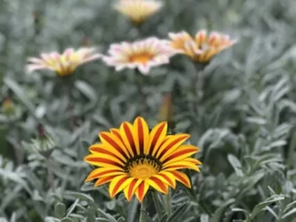 Loving Imagination: Guided Practice