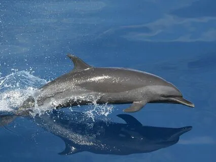 Loving in the Moment: Dolphin Style