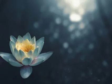 Loving-Kindness (12 Minutes)