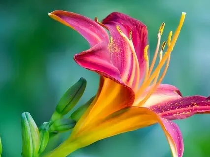 Loving-Kindness For Wishing All Beings Well