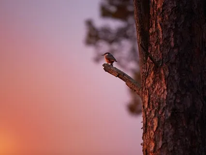 Loving Kindness - Bondade Amorosa