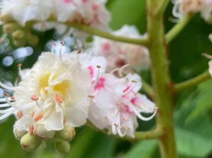 Loving Kindness Affirmation Meditation