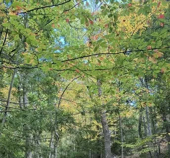 Loving, Kindness & Compassion 