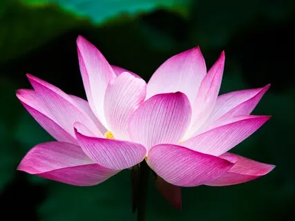 Loving Kindness & Letting Go