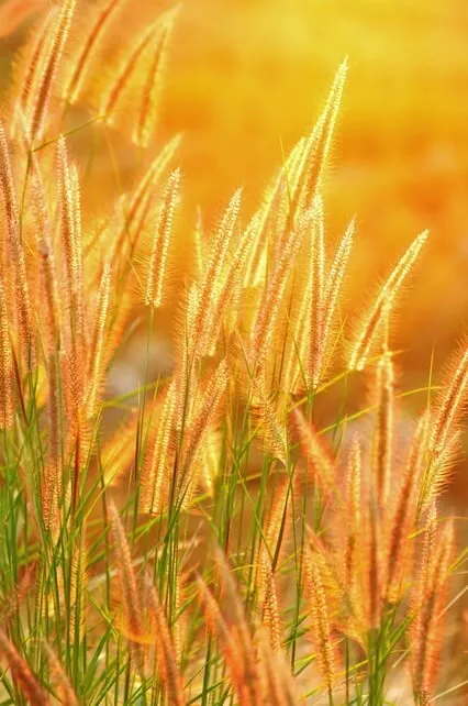 Loving-Kindness And Mindfulness Meditation