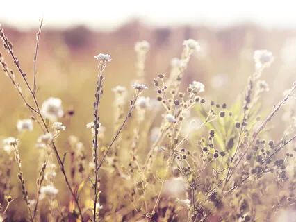 Loving Kindness, Boundless Friendliness, And Self-Compassion