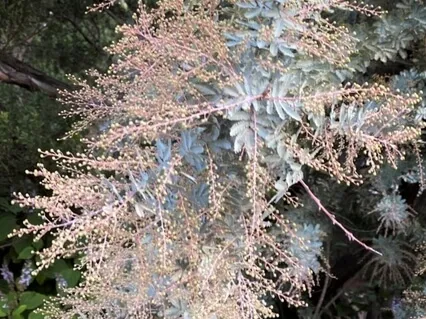 Loving Kindness Brief Mindfulness