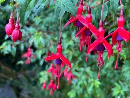 Loving Kindness Chant