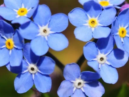 Loving Kindness - Dementia Carers