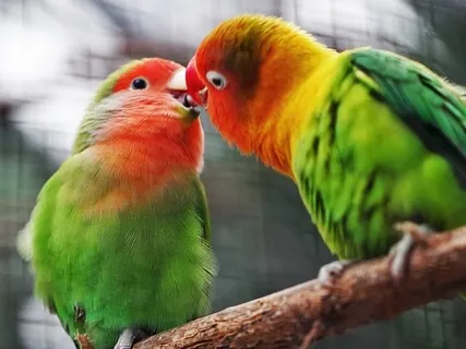 Loving-Kindness For A Loved One & Ourselves