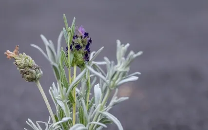 Loving-Kindness For A Loved One (MSC)